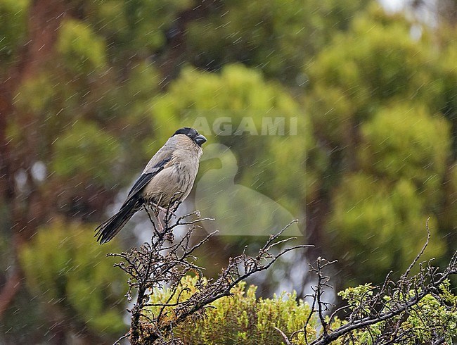 Endemic Azores bullfinch (Pyrrhula murina) on Sao Miguel island, Azores. stock-image by Agami/Pete Morris,