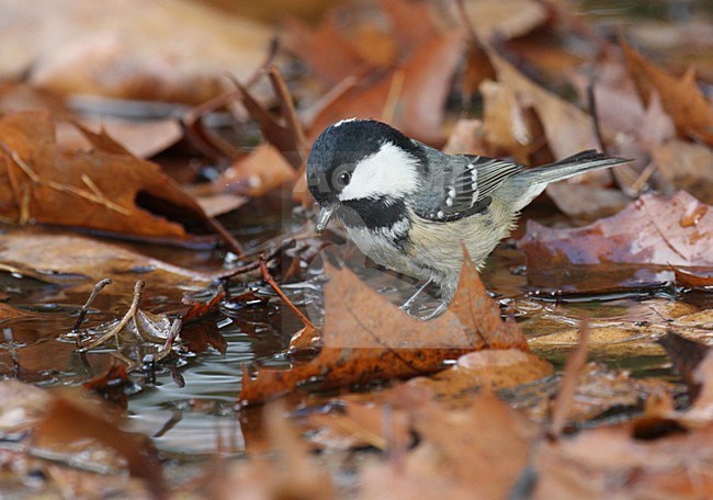 Zwarte Mees tussen afgevallen bladeren; Coal Tit amongst fallen leafs stock-image by Agami/Chris van Rijswijk,