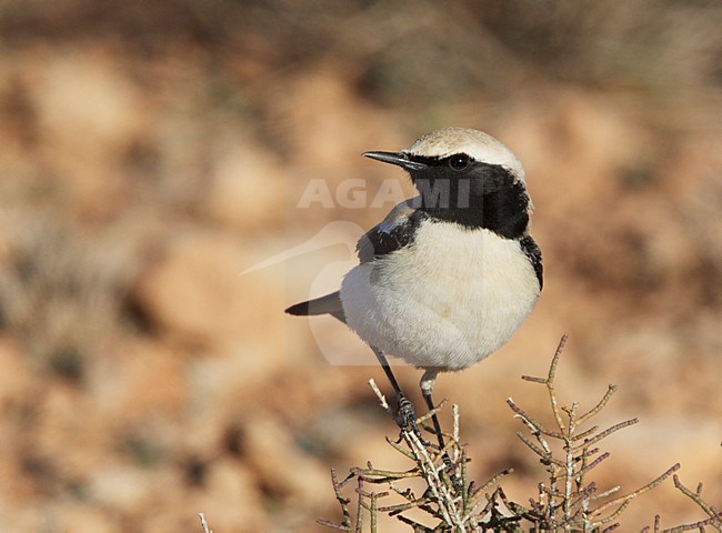 Woestijntapuit; Desert Wheatear stock-image by Agami/Markus Varesvuo,