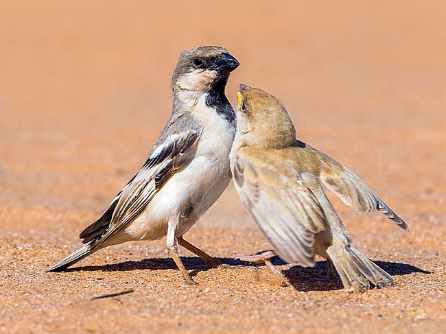 Male & juvenile Northern Desert Sparrow in Oued Jenna, Western Sahara. March 2011. stock-image by Agami/Vincent Legrand,