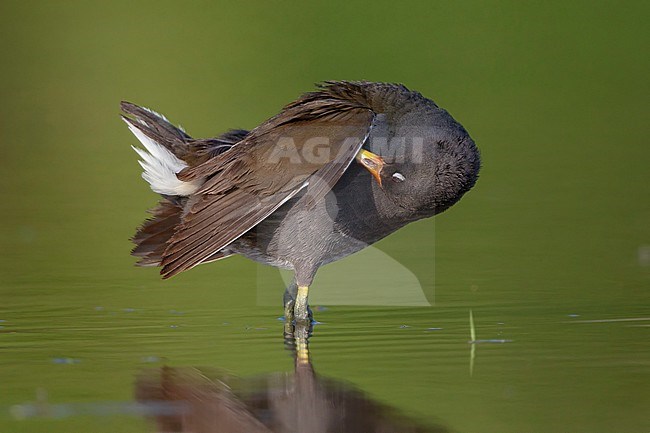 Moorhen, Immature preening, Campania, Italy stock-image by Agami/Saverio Gatto,