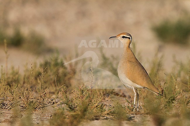 Cream-coloured Courser - Rennvogel - Cursorius cursor ssp. cursor, Morocco, adult stock-image by Agami/Ralph Martin,