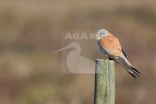 Adult male Lesser Kestrel (Falco naumanni) wintering in Spain. Perched on a wooden pole in an agricultural field. stock-image by Agami/Ralph Martin,