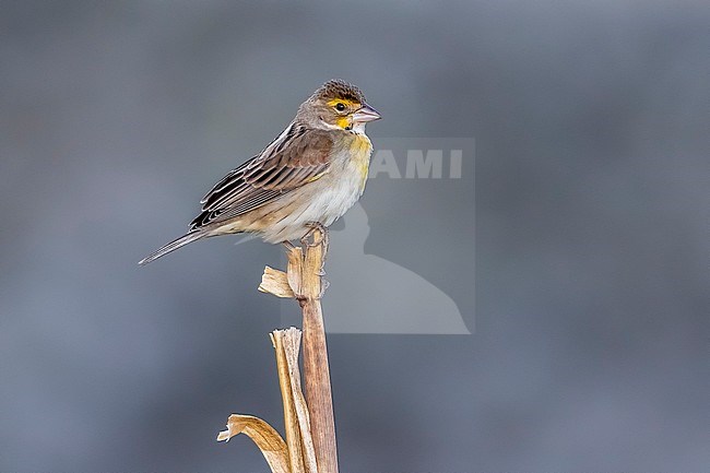 First-winter male Dickcissel perched on a corn field, Vila do Corvo, Corvo, Azores. October 22, 2018. stock-image by Agami/Vincent Legrand,