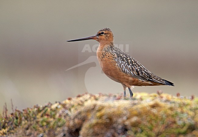 Volwassen Rosse Grutto in zomerkleed in broedgbied; Adult summer plumaged Bar-tailed Godwit at breeding site stock-image by Agami/Markus Varesvuo,