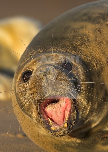 Vrouwtje Grijze zeehond, Grey Seal female stock-image by Agami/Danny Green,