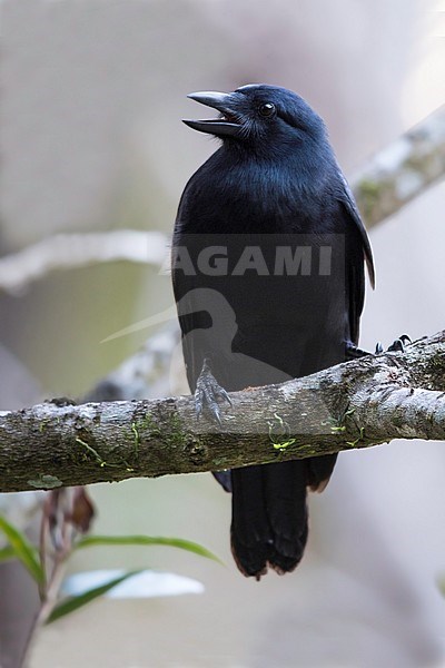 New Caledonian Crow (Corvus moneduloides), a species that is capable of tool use. stock-image by Agami/Dubi Shapiro,