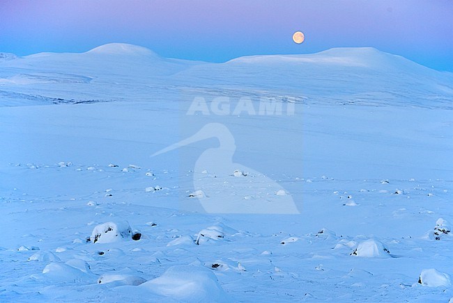 Ptarmigan male (Lagopus mutus) Utsjoki Finland. stock-image by Agami/Markus Varesvuo,