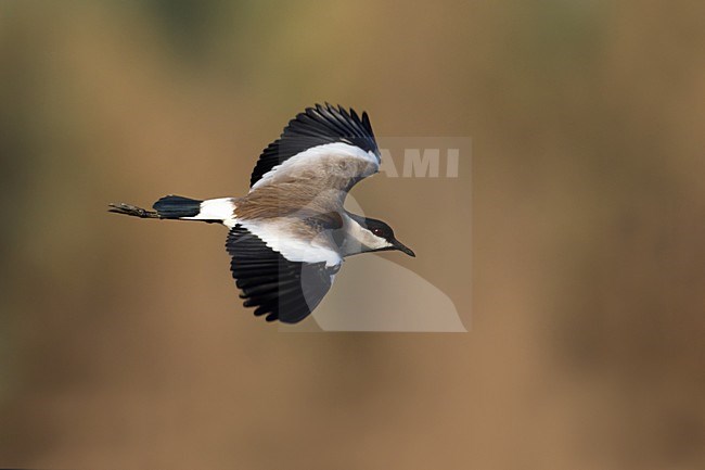 Sporenkievit in de vlucht; Spur-winged Plover in flight stock-image by Agami/Daniele Occhiato,