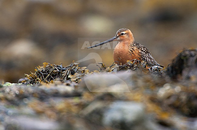 Rosse Grutto, Bar-tailed Godwit, Limosa lapponica stock-image by Agami/Hugh Harrop,