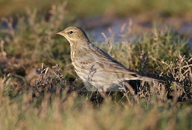 British Rock Pipit (Anthus petrosus petrosus) at Thornham Harbour, Norfolk, England. Foraging on the ground in the mud. stock-image by Agami/Steve Gantlett,