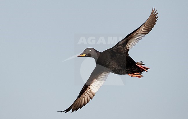 Mannetje Grote Zee-eend in flight; Male Velvet Scoter in flight stock-image by Agami/Markus Varesvuo,