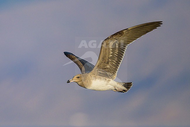 Sooty gull, Ichthyaetus hemprichii, in flight with the mountain as background. stock-image by Agami/Sylvain Reyt,