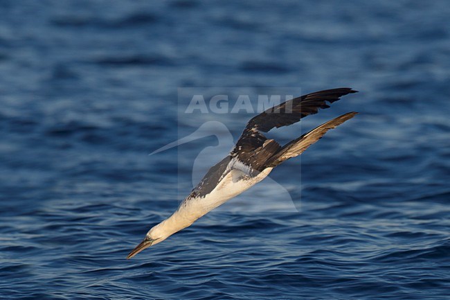 Onvolwassen Jan-van-gent duikend naar vis; Immature Northern Gannet diving for fish stock-image by Agami/Daniele Occhiato,