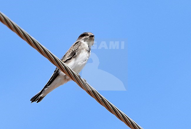 Pale Martin (Riparia diluta) during autumn migration in Mongolia. stock-image by Agami/Dani Lopez-Velasco,