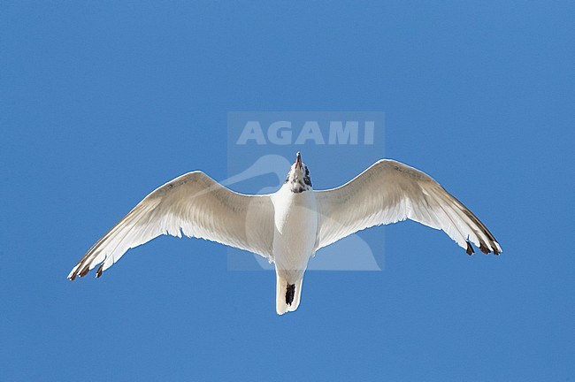 Adult Mediterranean Gull (Ichthyaetus melanocephalus), moulting to winter plumage, in flight against a blue sky as background. stock-image by Agami/Marc Guyt,