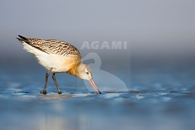 Rosse Grutto zoekt voedsel op het strand; Bar-tailed Godwit foraging at the beach stock-image by Agami/Menno van Duijn,
