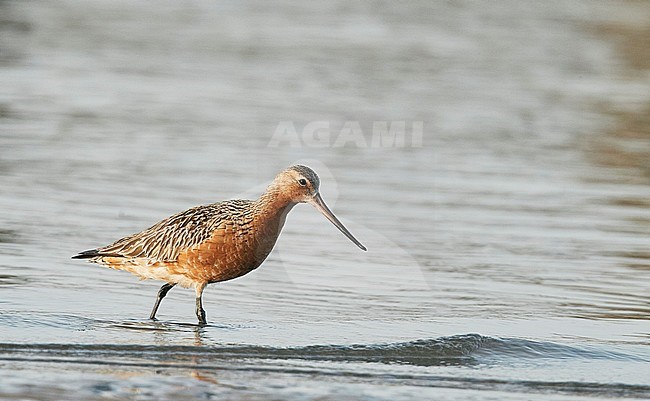 Eastern Bar-tailed Godwit (Limosa lapponica baueri or menzbieri) on Happy Island, China, during spring migration. stock-image by Agami/Markus Varesvuo,