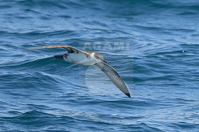 Great shearwater (Ardenna gravis) flying, with the sea as background. stock-image by Agami/Sylvain Reyt,