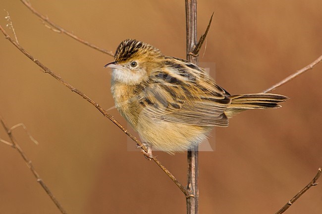 Graszanger op takje; Zitting Cisticola perched on twig stock-image by Agami/Daniele Occhiato,