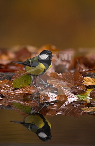 Koolmees bij vijver; Great Tit near pool stock-image by Agami/Danny Green,