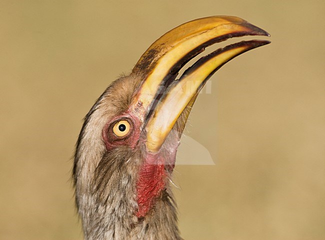 Zuidelijke Geelsnaveltok, Southern Yellow-Billed Hornbill, Tockus leucomelas, Geelsnaveltok stock-image by Agami/Marc Guyt,