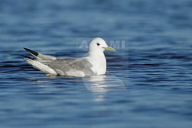 Adult Pacific Black-legged Kittiwake (Rissa tridactyla pollicaris) in breeding plumage in the Bering Sea, Seward Peninsula, Alaska, USA, during late spring. Swimming in the coastal sea. stock-image by Agami/Brian E Small,