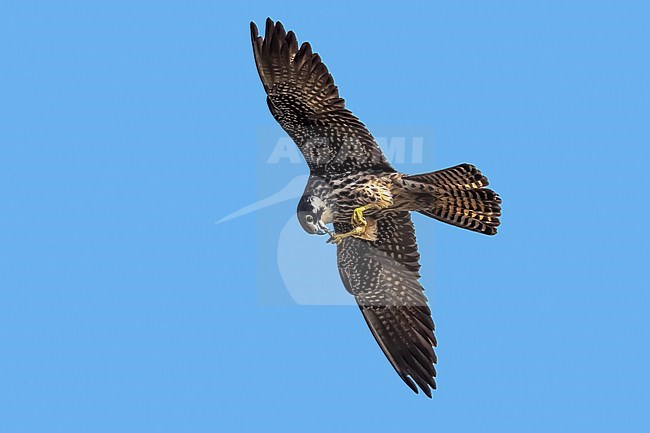Probably 2nd cy female Eleonora's Falcon (Falco eleonorae) flying over Lianos del Salado, Vega de San Mateo, Gran Canaria, Canary Islands, Spain. stock-image by Agami/Vincent Legrand,