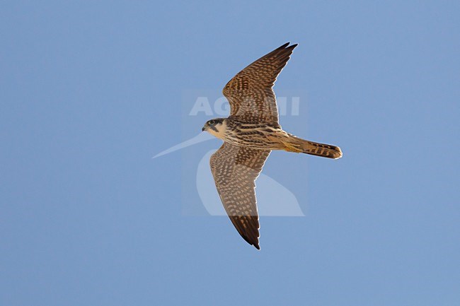 Onvolwassen Boomvalk in de vlucht; Immature Eurasian Hobby in flight stock-image by Agami/Daniele Occhiato,