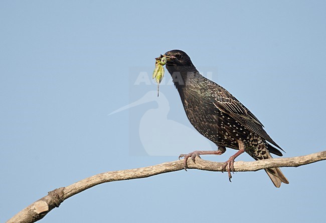 Adulte Spreeuw met voer, Common Starling adult with food stock-image by Agami/Markus Varesvuo,