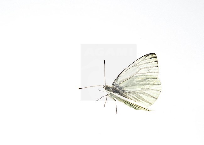 Green-veined White (Pieris napi) stock-image by Agami/Theo Douma,