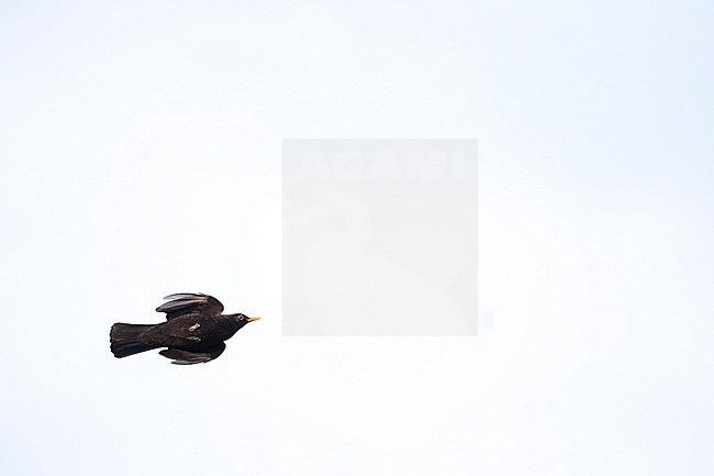 Flying male Common Blackbird (Turdus merula) during winter in an urban area in Wageningen in the Netherlands. stock-image by Agami/Marc Guyt,