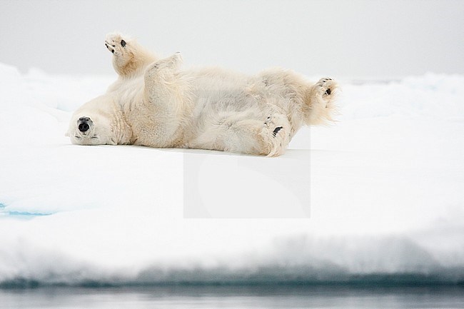 Polar bear (Ursus maritimus) rolling in the snow stock-image by Agami/Caroline Piek,