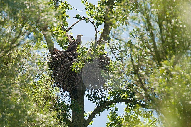 Breeding White-tailed Eagle in the Biesbosch, Netherlands stock-image by Agami/Arnold Meijer,