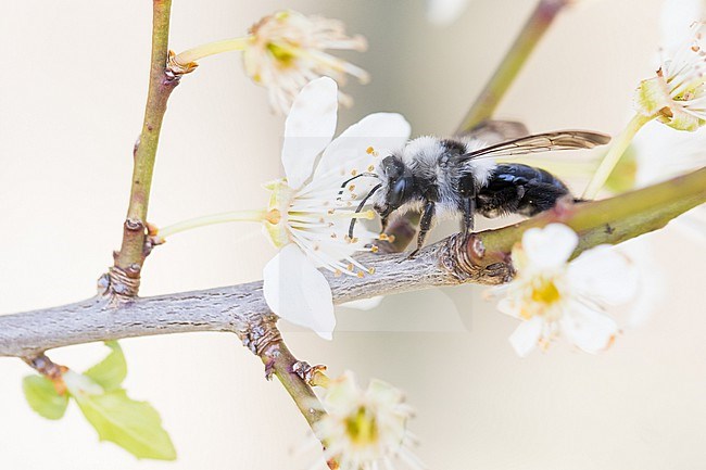 Andrena cineraria - Graue Sandbiene, Germany (Baden-Württemberg), imago, female stock-image by Agami/Ralph Martin,