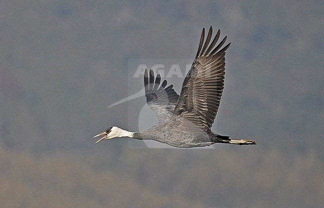 The Hooded Crane (Grus monacha) is a crane native to Eastern Russia and a migratory bird in Japan, Korea and China. stock-image by Agami/Eduard Sangster,