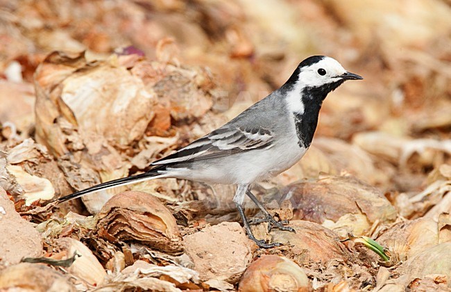 Witte kwikstaart, White Wagtail, stock-image by Agami/Marc Guyt,