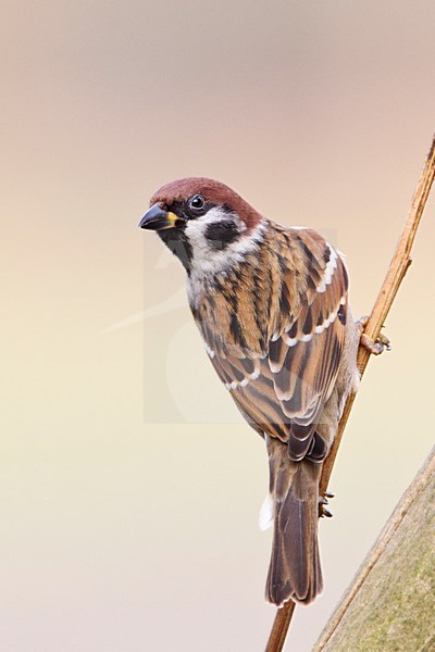 Ringmus op takje; Tree Sparrow perched on a branch stock-image by Agami/Roy de Haas,