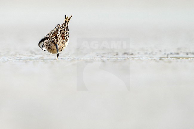 Broad-billed Sandpiper (Calidris falcinellus) during autumn migration in Mongolia. stock-image by Agami/Dani Lopez-Velasco,