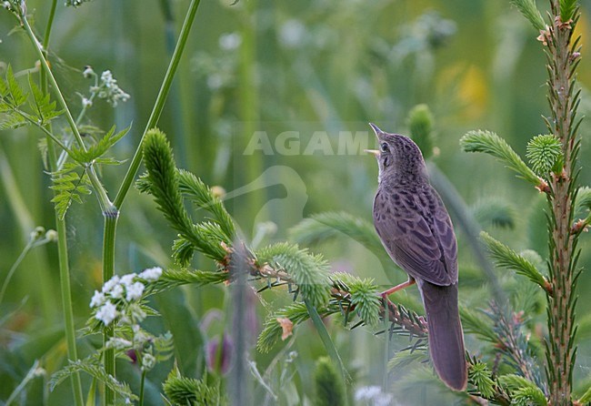 Zingende Sprinkhaanzanger; Singing Common Grasshopper Warbler stock-image by Agami/Markus Varesvuo,