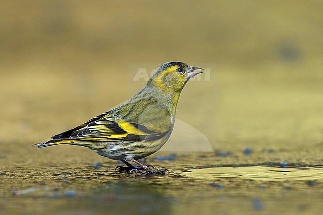 sijs drinkend pop ijs; Siskin drinking on ice; stock-image by Agami/Walter Soestbergen,