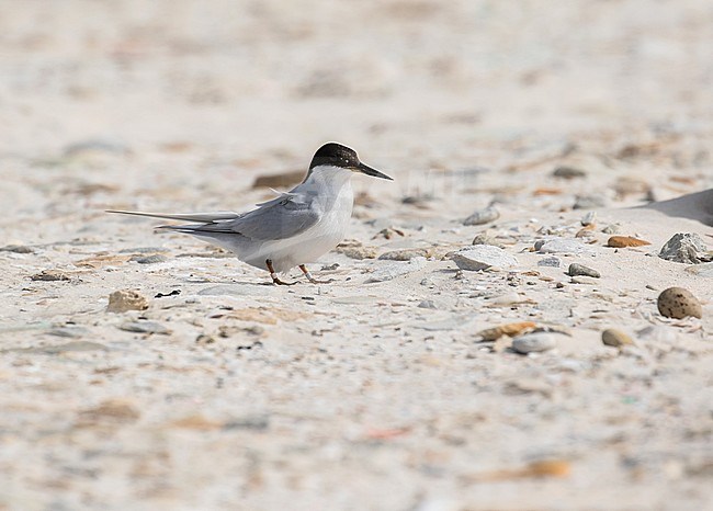 Damara Tern (Sternula balaenarum) along the coast in the southern part of the African continent. Standing on a sandy beach. stock-image by Agami/Pete Morris,