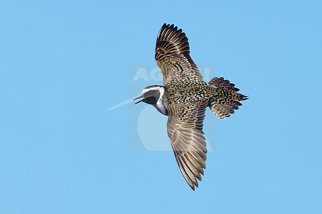 Adult male American Golden Plover (Pluvialis dominica) in breeding plumage dislplaying over tundra of Churchill, Manitoba, Canada in June 2017. stock-image by Agami/Brian E Small,