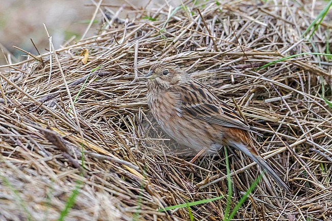 This 1st winter female was seen by many birders because it lingered on the very same spot for more than 2 weeks - Wilhelminadorp, Zeeland, Nederlanden. stock-image by Agami/Vincent Legrand,