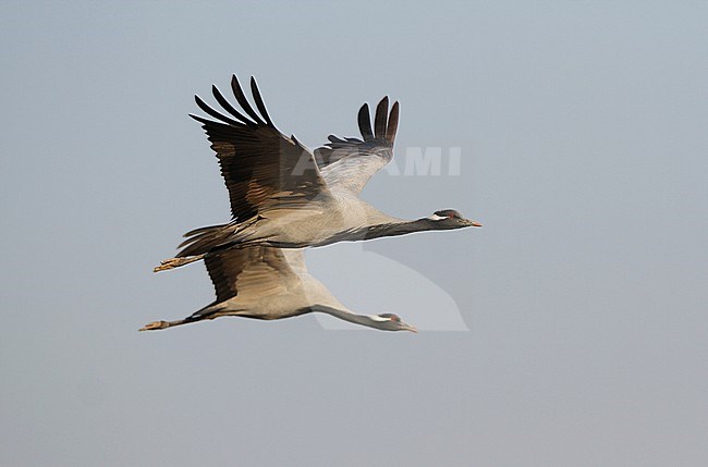 Jufferkraanvogels in vlucht; Demoiselle Cranes (Anthropoides virgo) in flight stock-image by Agami/James Eaton,