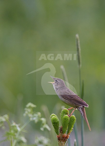 Zingende Sprinkhaanzanger, Singing Common Grasshopper Warbler stock-image by Agami/Markus Varesvuo,