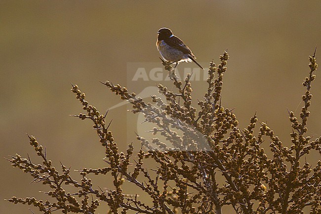 Roodborsttapuit, European Stonechat, Saxicola rubicola male perched on top of sea thorn in backlight stock-image by Agami/Menno van Duijn,