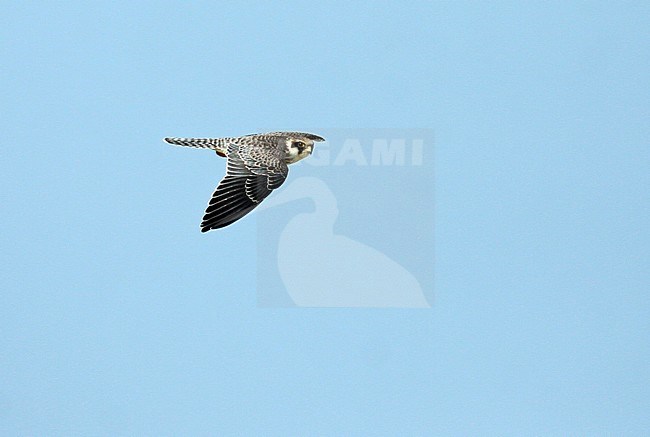 Red-footed falcon (Falco vespertinus), first-winter in flight, seen from the side, showing upper wing. stock-image by Agami/Fred Visscher,