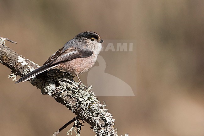 Long-tailed Tit (Aegithalos caudatus irbii) Spain, adult perched on a branch stock-image by Agami/Ralph Martin,