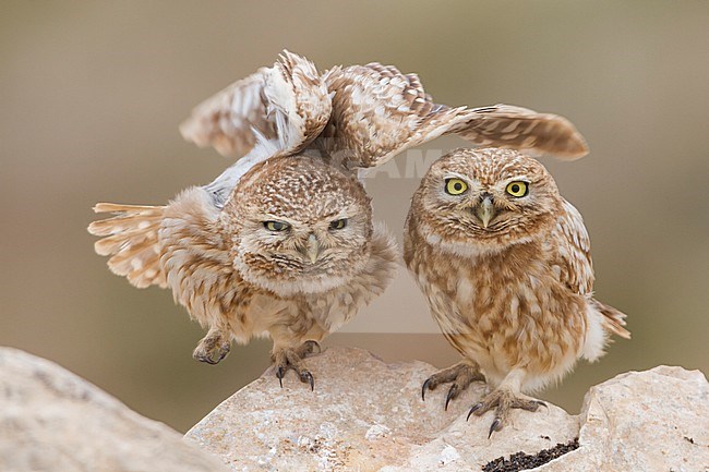 Little Owl - Steinkauz - Athene noctua saharae, Morocco, adult stock-image by Agami/Ralph Martin,